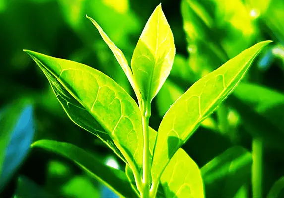 Extracto de té verde