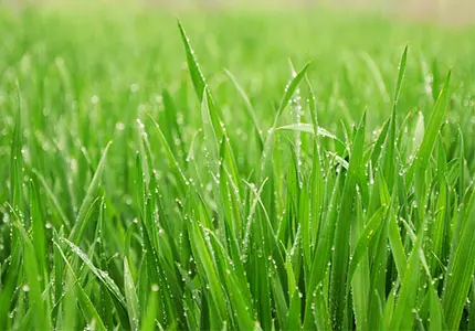 Polvo de hierba de trigo orgánico