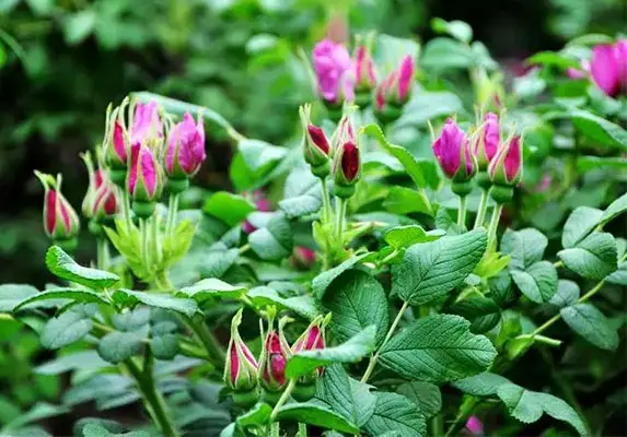 Rosebuds en polvo de pétalo/rosa