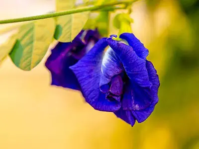 Un hito importante para la industria alimentaria: Fda aprueba el color de la comida azul natural de la flor del guisante de mariposa.