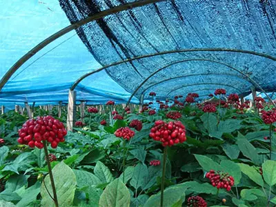 ¡Pronto en 2 semanas, daremos la bienvenida a nuestra 2021 nueva cosecha de Panax Ginseng!
