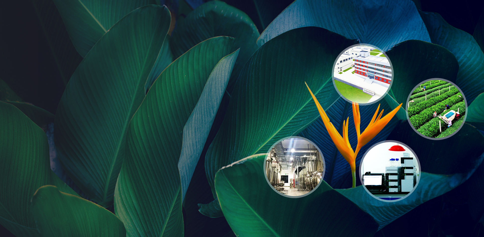 Fabricante profesional de ingredientes naturales