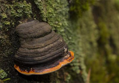 Explorando los beneficios nutricionales y los usos del hongo Chaga orgánico en polvo