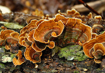 Descubriendo los sorprendentes beneficios para la salud del extracto de Trametes