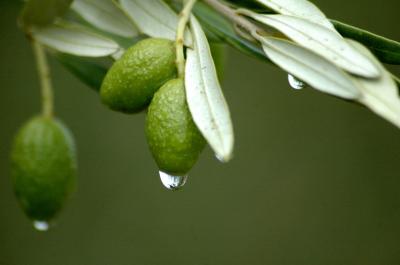 Lo que no sabías sobre el extracto de hoja de Olivo