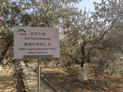 ¿Cómo el Olivo comenzó a cultivar en China?