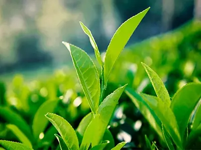 ¿Puede el extracto de té verde reducir la grasa en la sangre?
