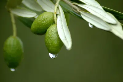 El extracto de hoja de olivo ayuda a prevenir la enfermedad cardiovascular y la hipertensión