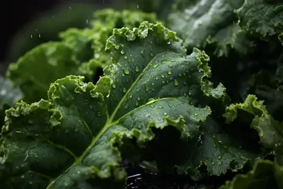 Agricultura sostenible y polvo de col rizada orgánica