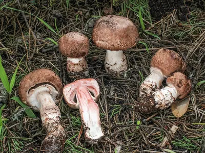 ¿Cuáles son los efectos del extracto de Agaricus en el cuerpo humano?